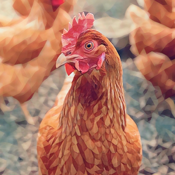 Darles Chickens